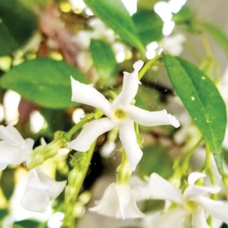 Amazon.com : Jasmine Plant, Confederate Star Jasmine Plant, 4 to 6